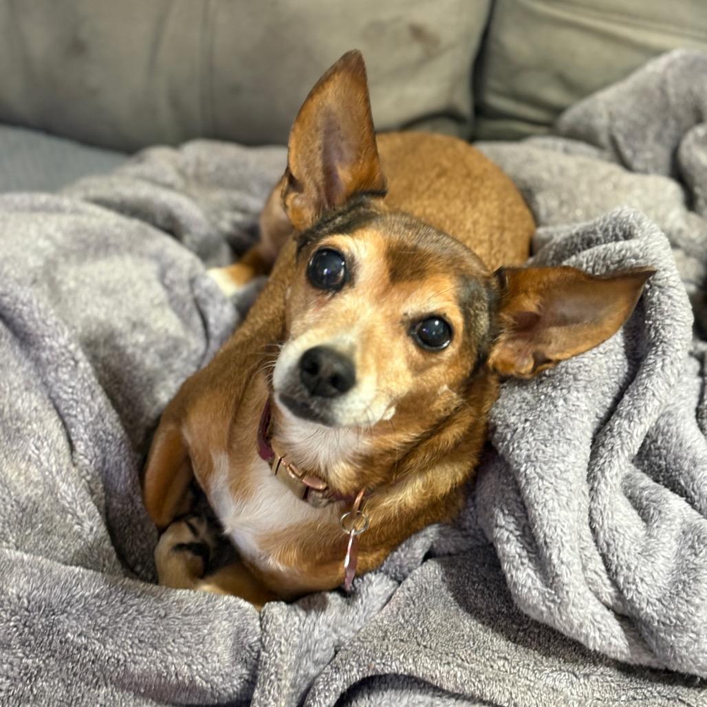 Enlarge Paulina, a Adoptable mixed breed in Long Beach, CA image 3/4