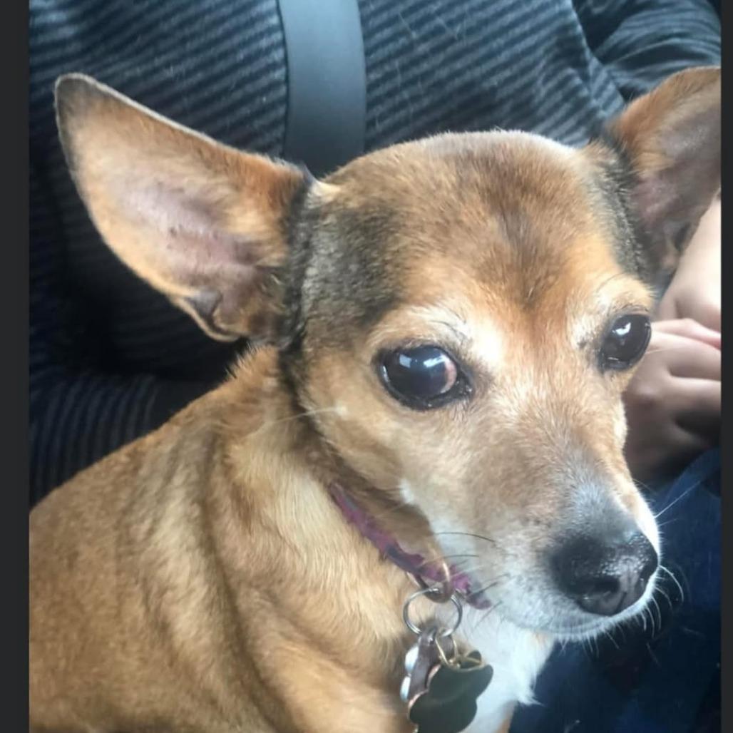 Enlarge Paulina, a Adoptable mixed breed in Long Beach, CA image 4/4