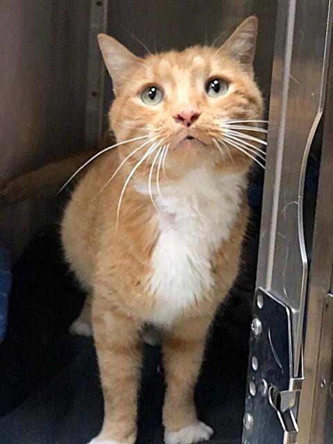 Enlarge CALM, GENTLE MURPHY, a Adoptable Domestic Short Hair in Warren, MI image 1/1