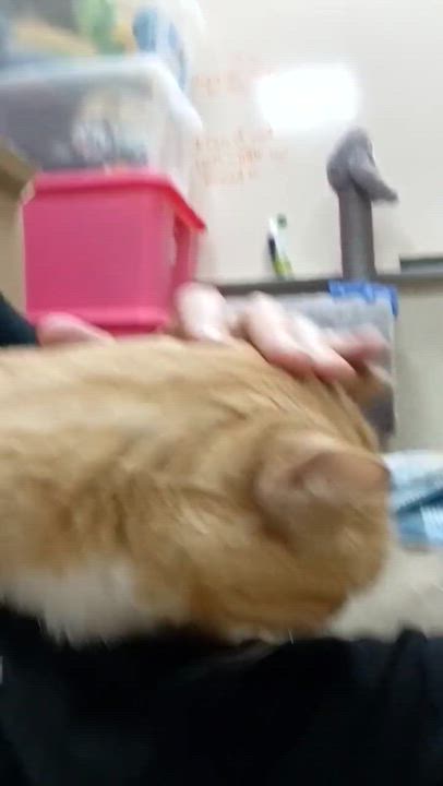 Enlarge SWEET, GENTLE MURPHY, a Adoptable Domestic Short Hair in Warren, MI video 2/2