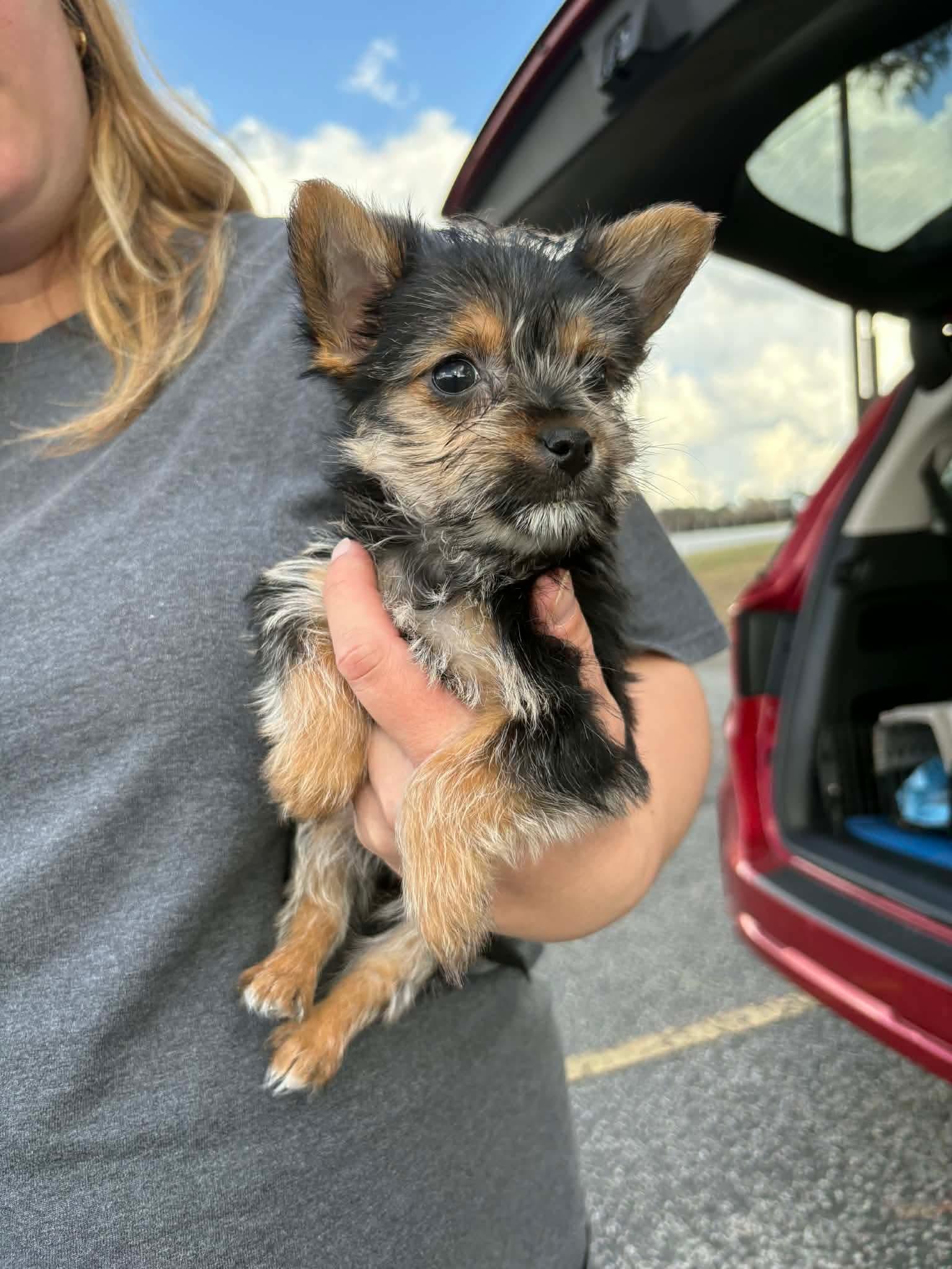 Enlarge EMMA, a Adopted mixed breed in Pomfret Center, CT image 1/1