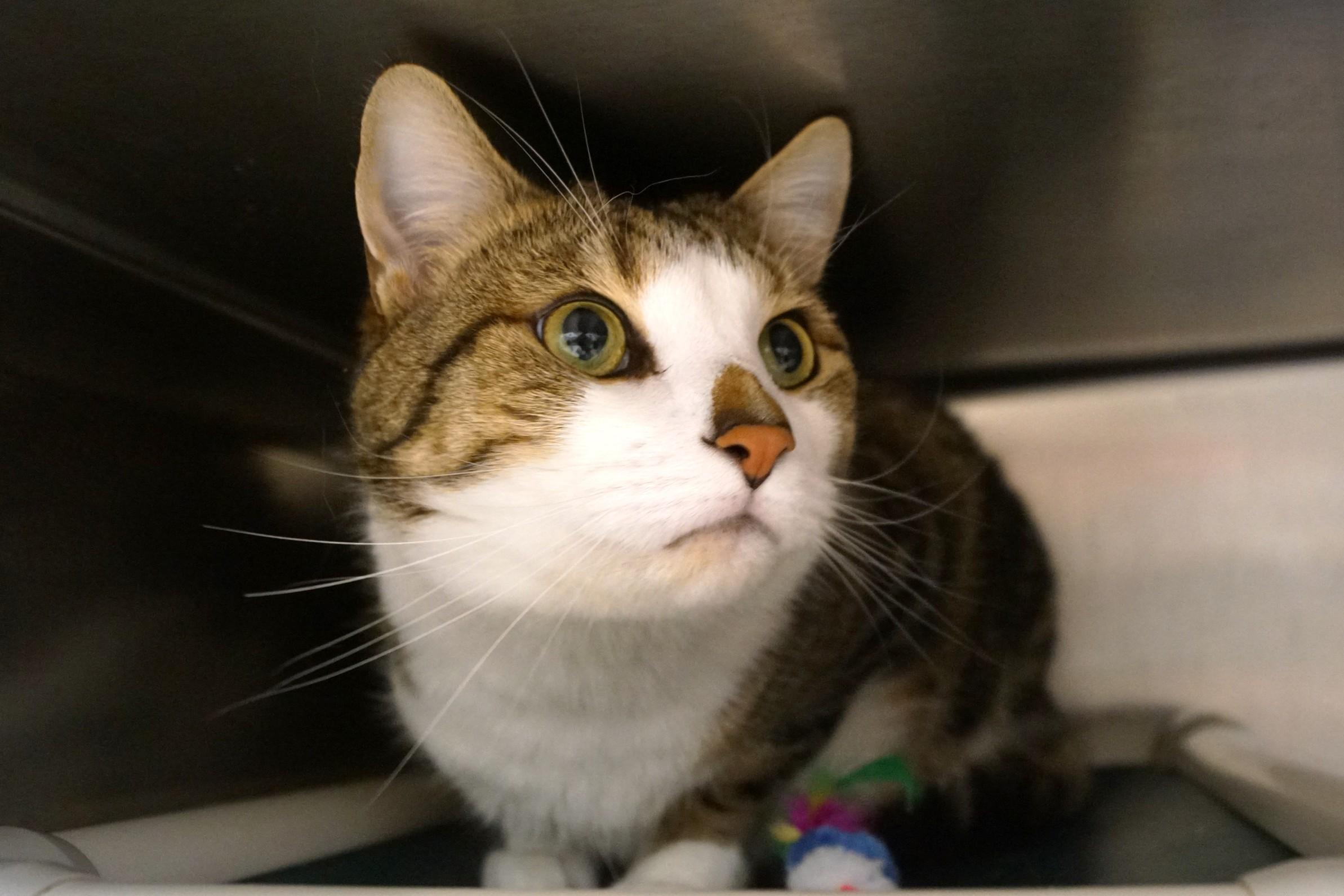 Enlarge Aby, an adopted Domestic Short Hair in New Milford, CT image 1/6