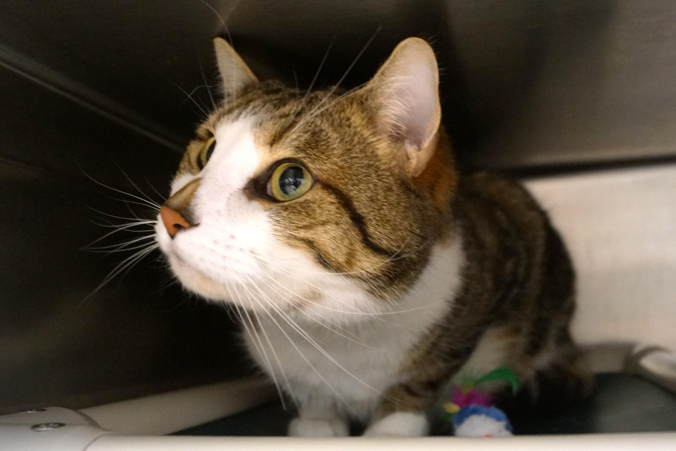 Enlarge Aby, an adopted Domestic Short Hair in New Milford, CT image 6/6