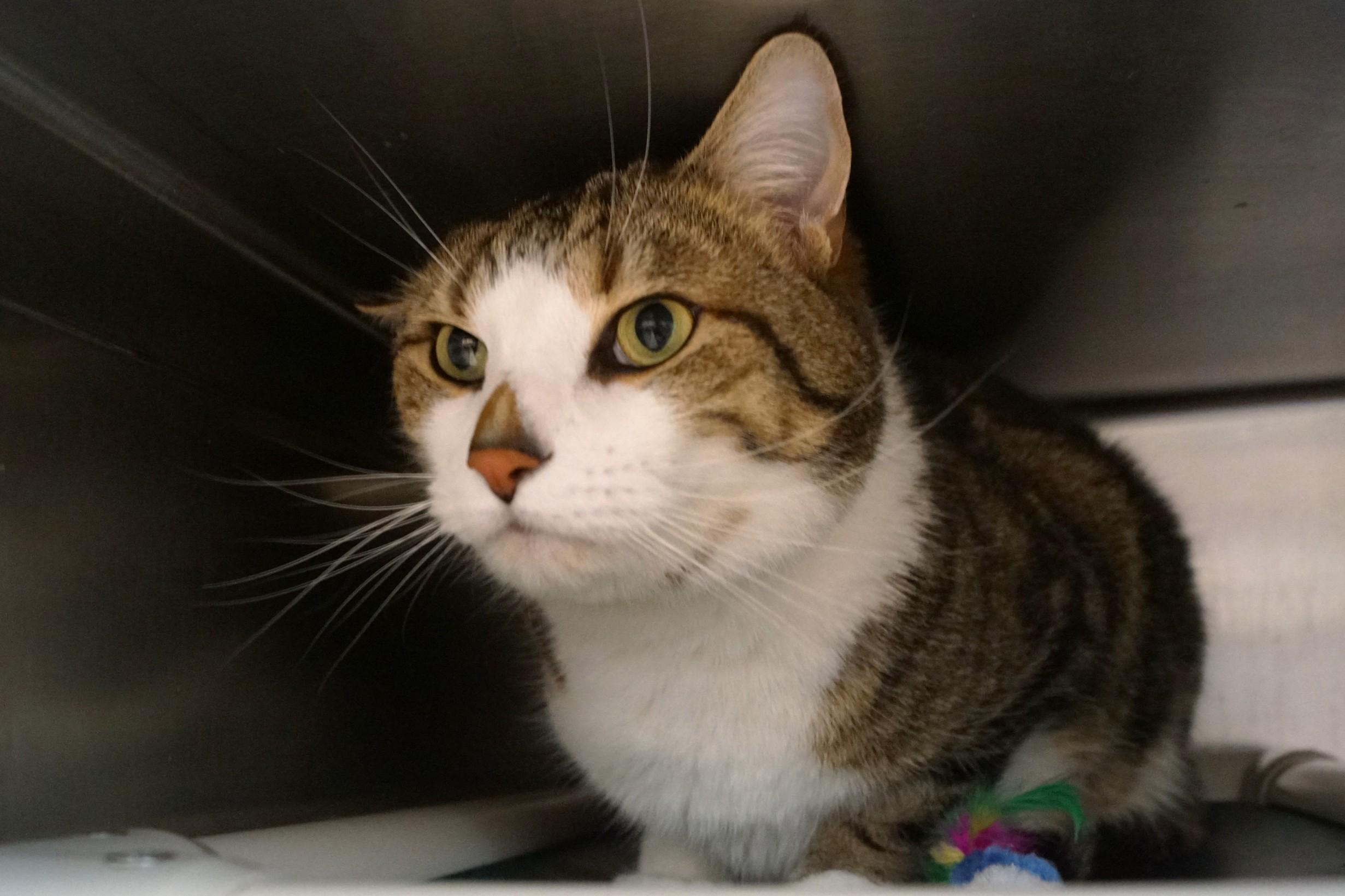 Enlarge Aby, an adopted Domestic Short Hair in New Milford, CT image 2/6