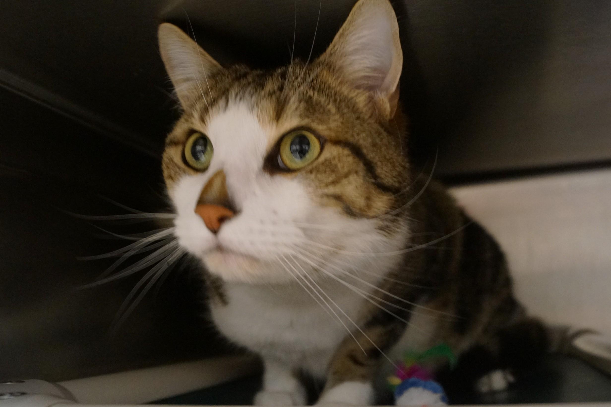 Enlarge Aby, an adopted Domestic Short Hair in New Milford, CT image 3/6