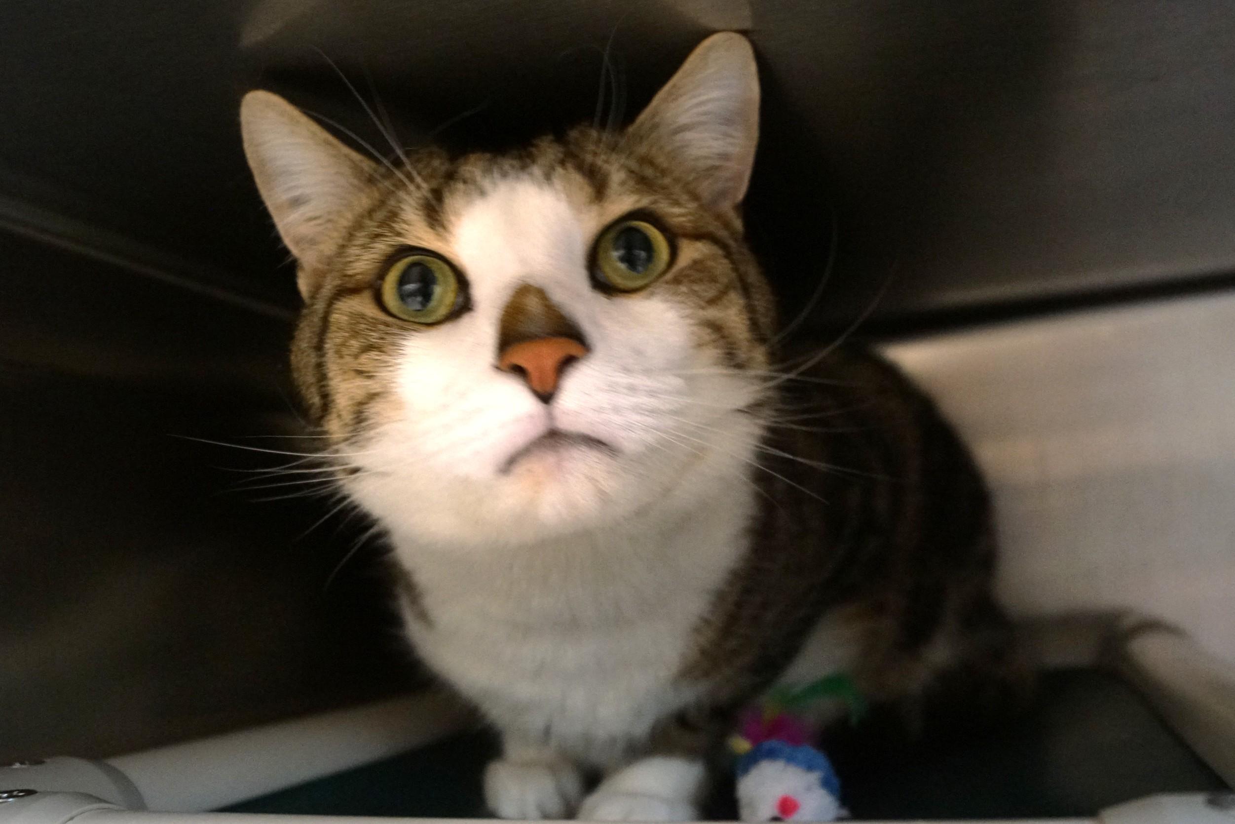 Enlarge Aby, an adopted Domestic Short Hair in New Milford, CT image 4/6