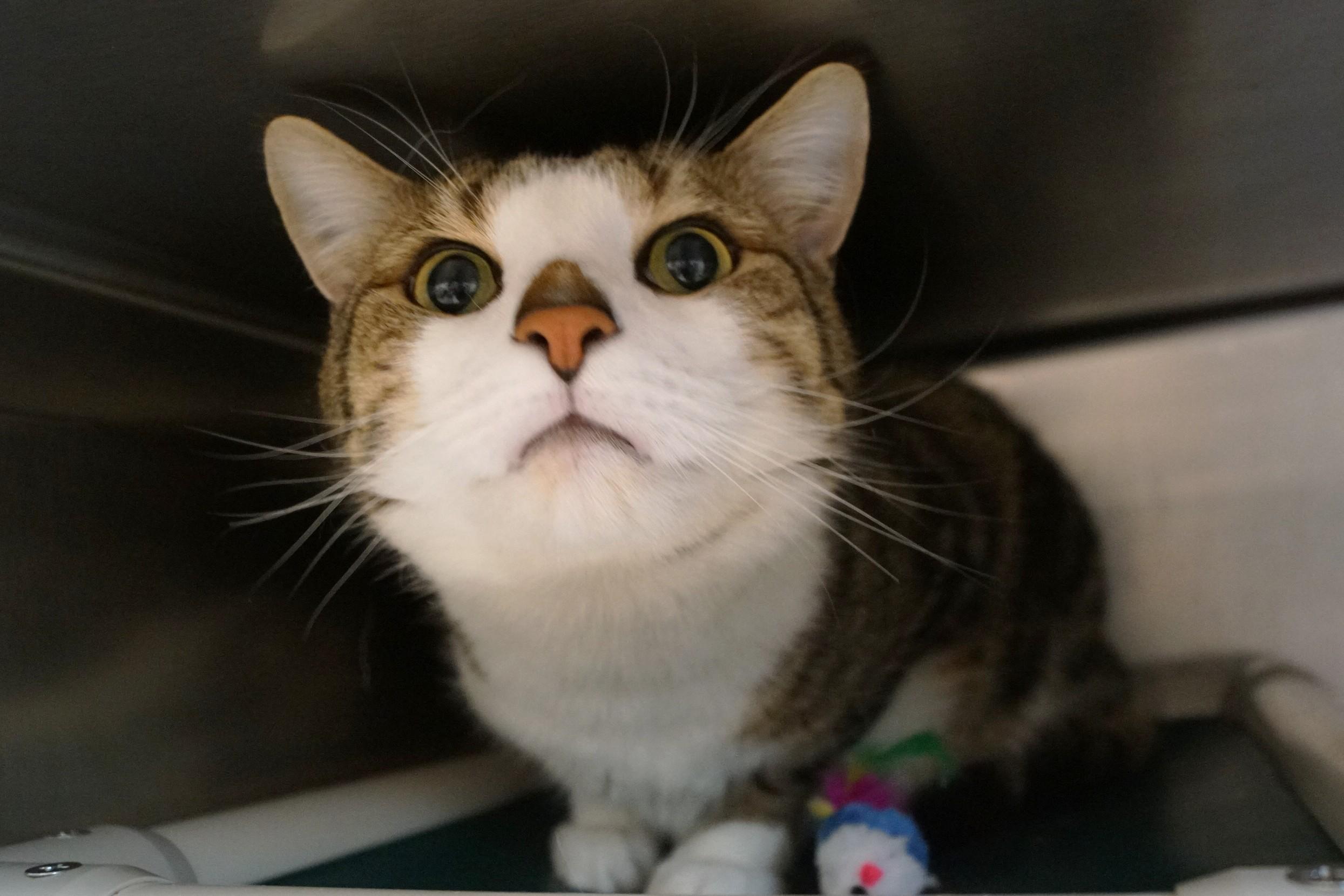 Enlarge Aby, an adopted Domestic Short Hair in New Milford, CT image 5/6