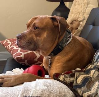 Kahn, ADOPTABLE, Adult Male Boxer.