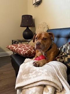 Enlarge Kahn, a ADOPTABLE mixed breed in Tallahassee, FL image 2/2