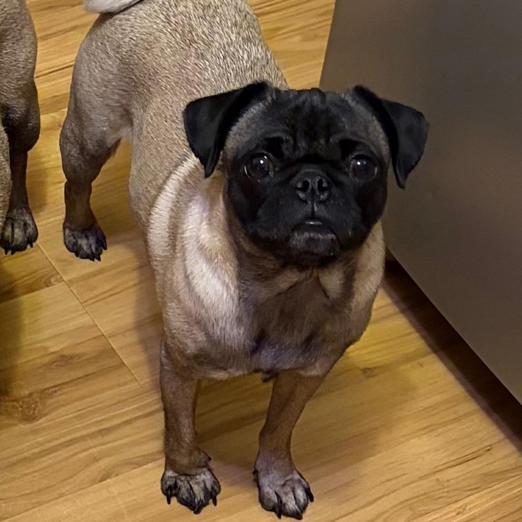 Freya, Adoptable, Adult Female Pug.