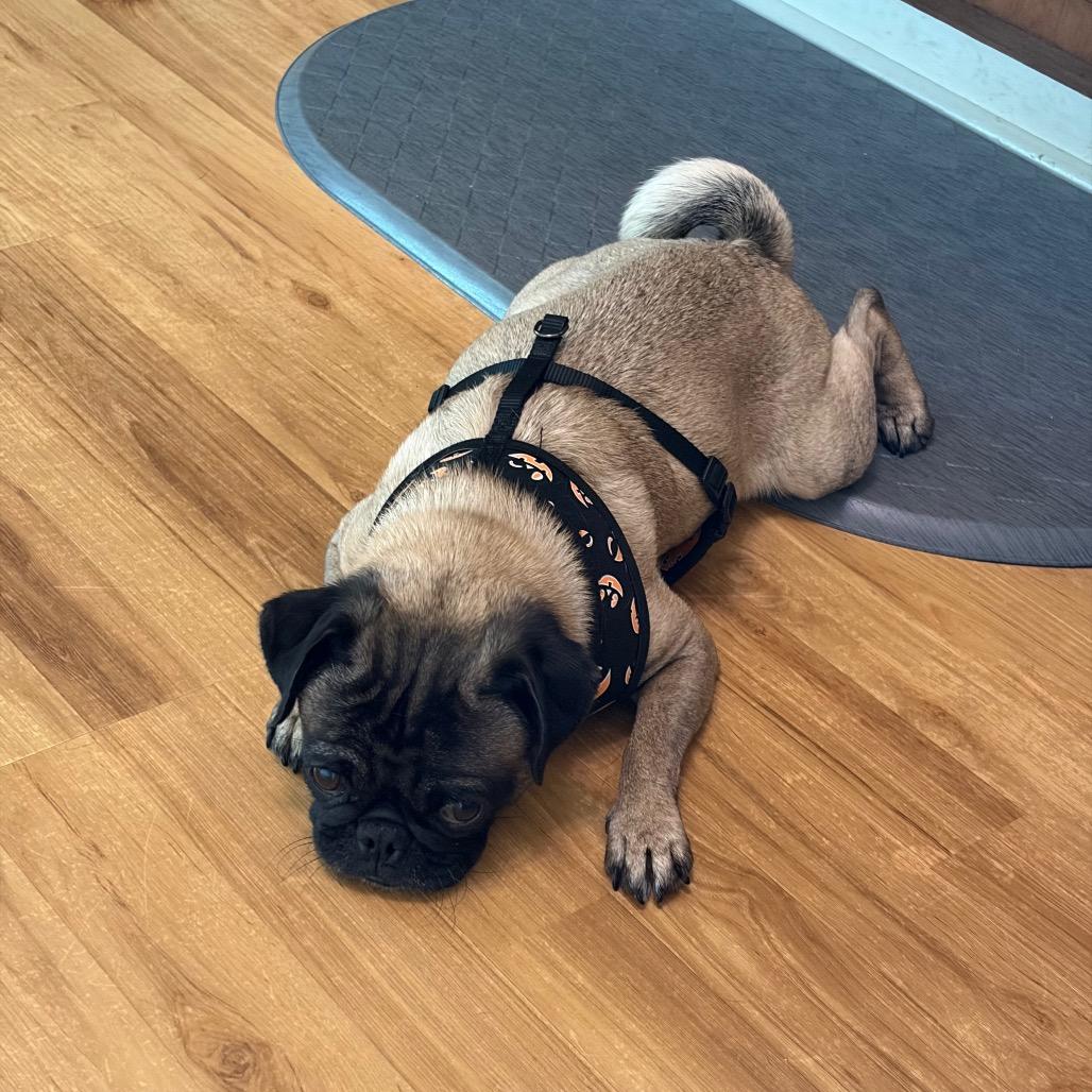 Enlarge Freya, a Adoptable Pug in Monroe, MI image 2/6