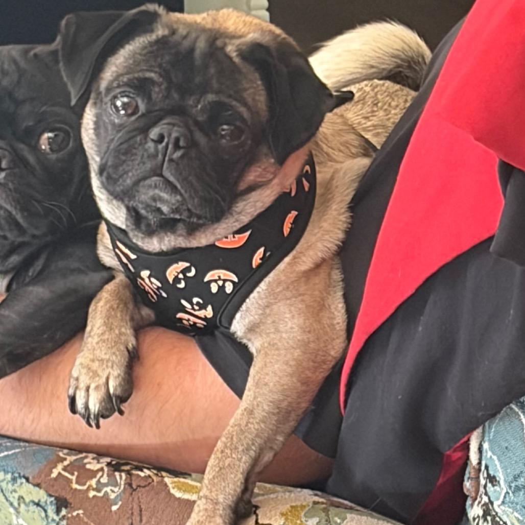 Enlarge Freya, a Adoptable Pug in Monroe, MI image 3/6