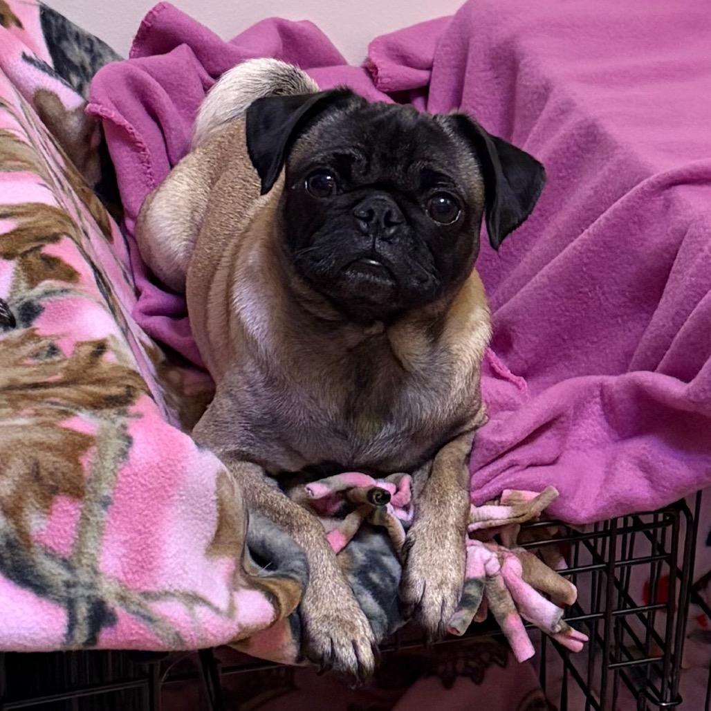 Enlarge Freya, a Adoptable Pug in Monroe, MI image 4/6
