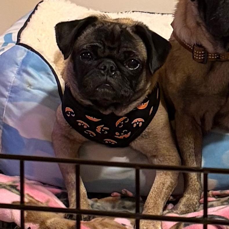 Enlarge Freya, a Adoptable Pug in Monroe, MI image 5/6