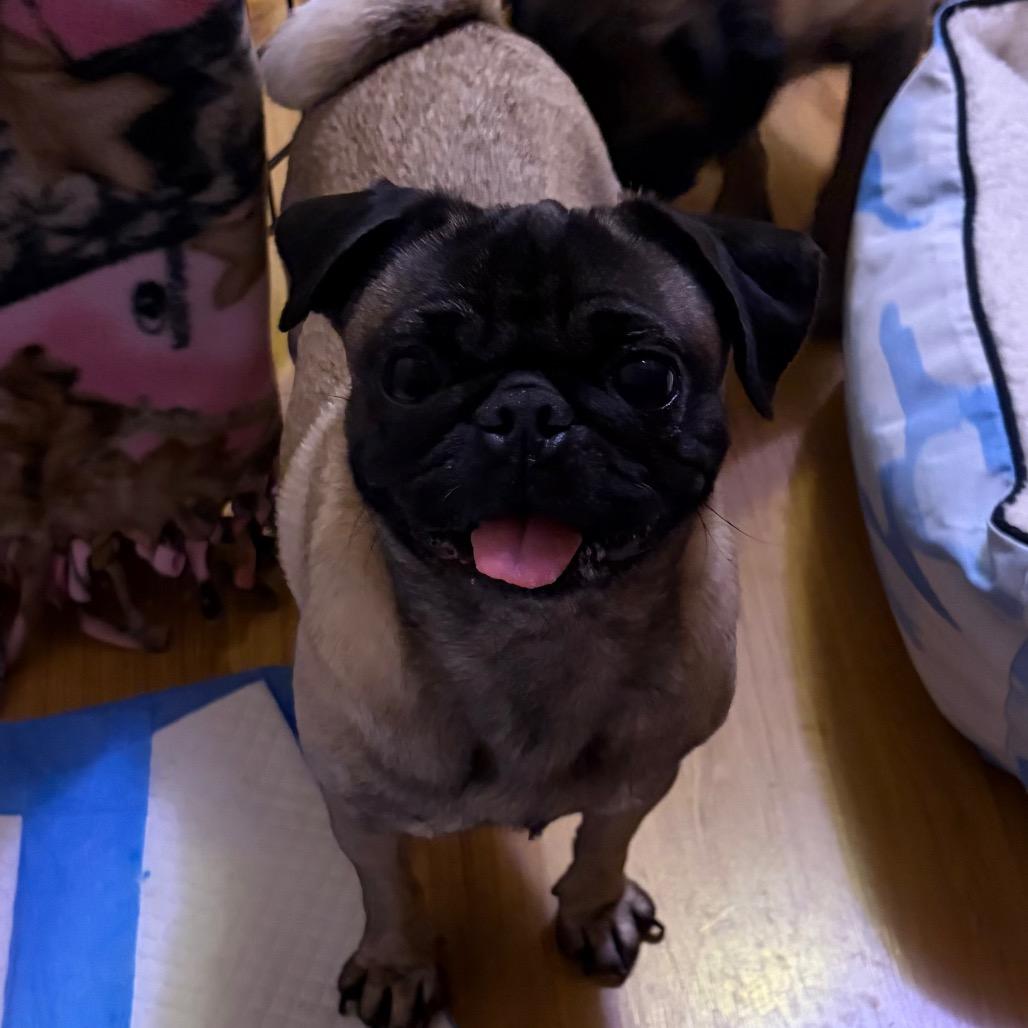 Enlarge Freya, a Adoptable Pug in Monroe, MI image 6/6