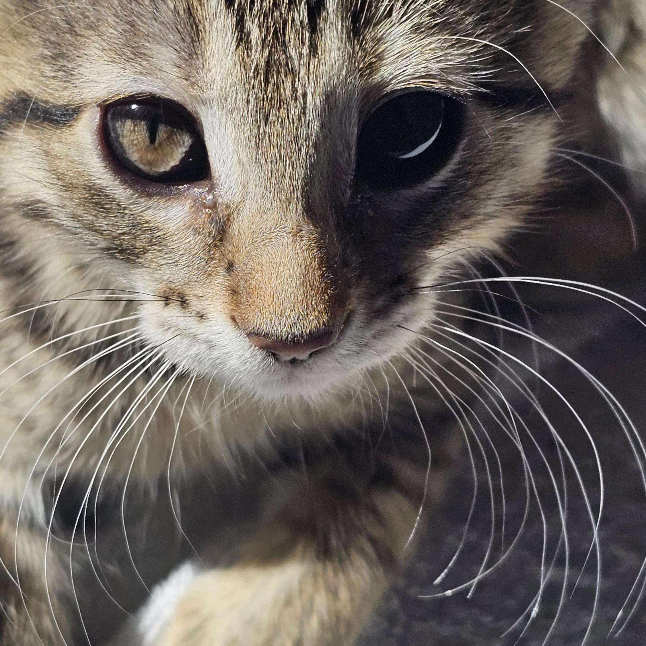 Enlarge Gretel, a Adoptable Domestic Short Hair in Ridgway, CO image 3/3