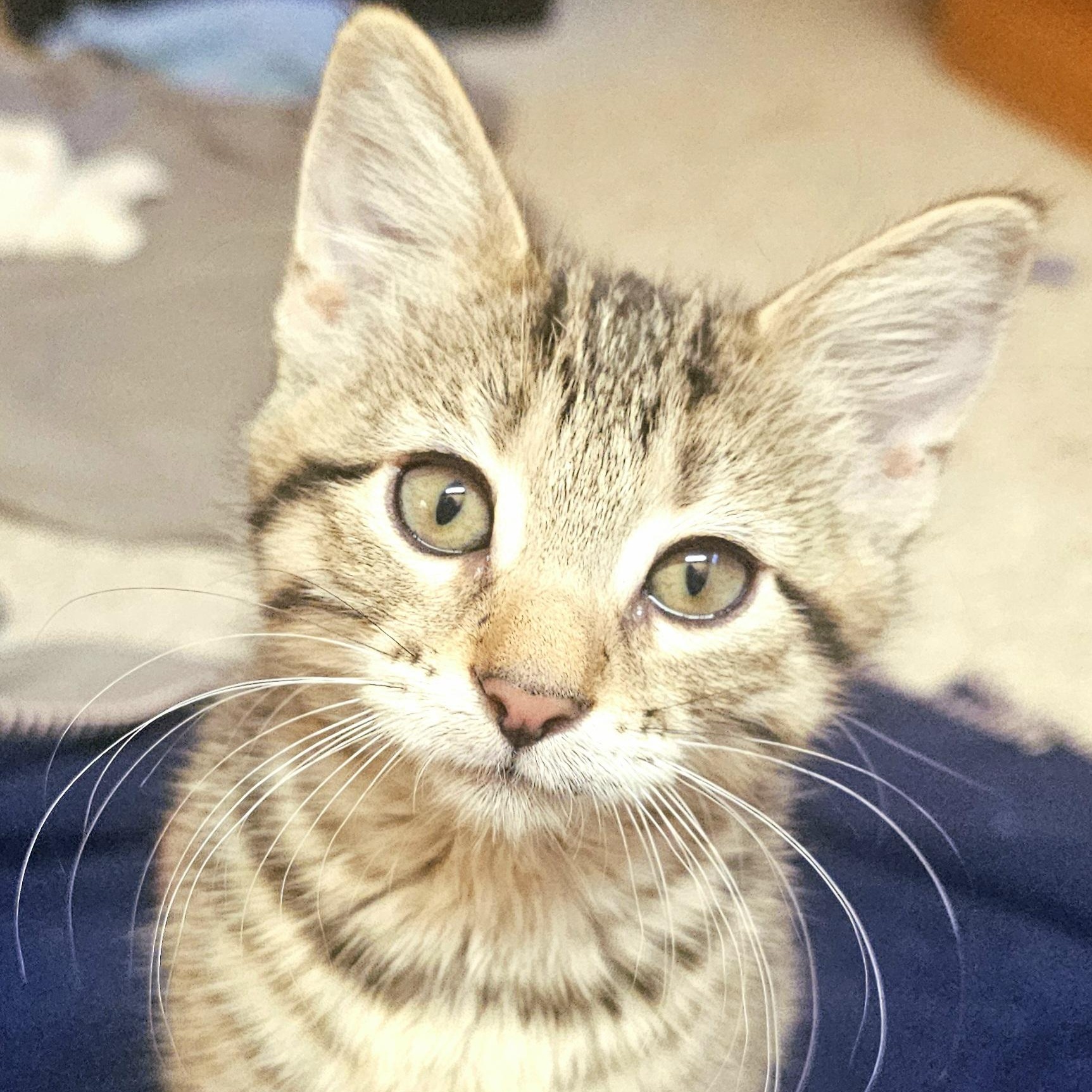 Enlarge Gretel, a Adoptable Domestic Short Hair in Ridgway, CO image 1/3
