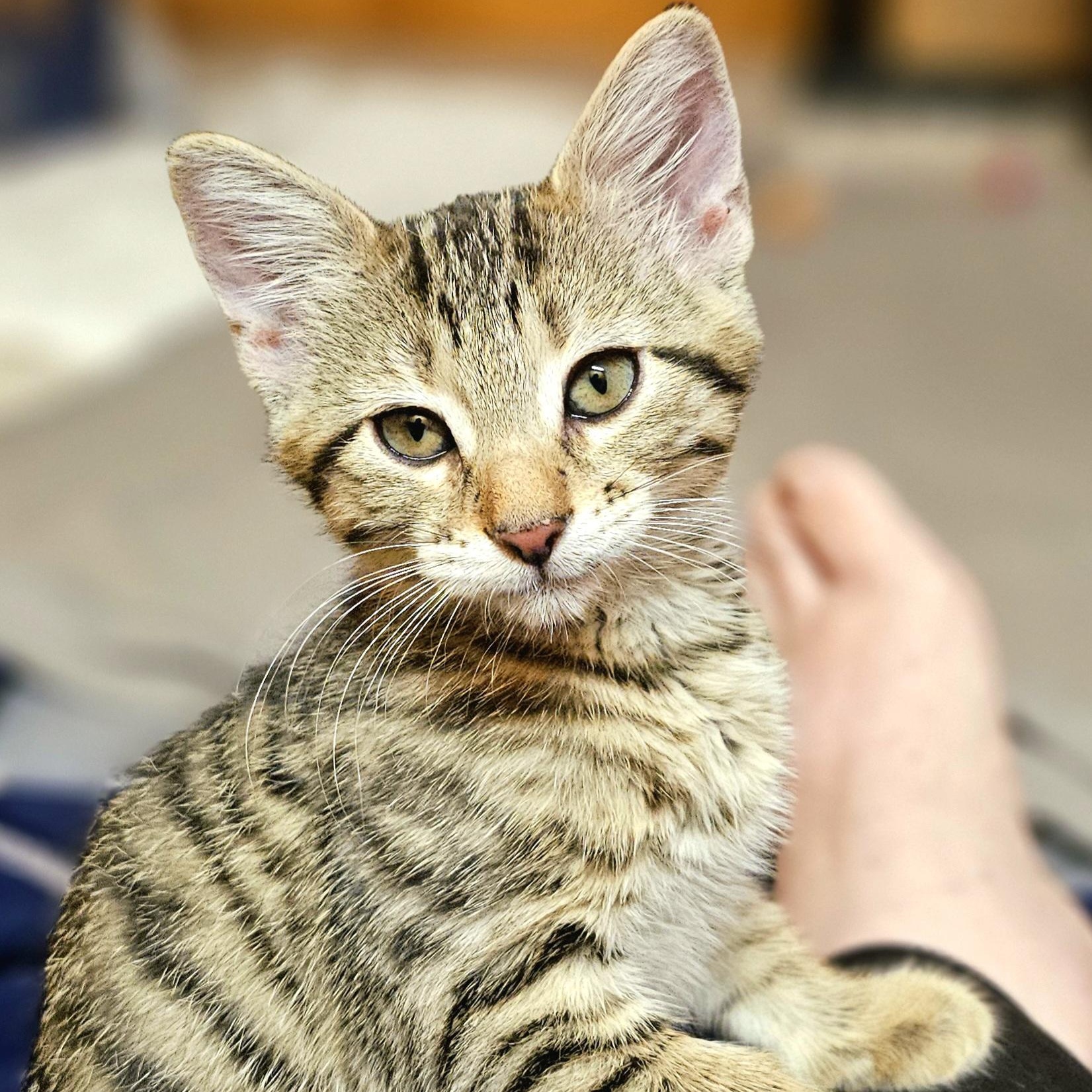 Enlarge Gretel, a Adoptable Domestic Short Hair in Ridgway, CO image 2/3