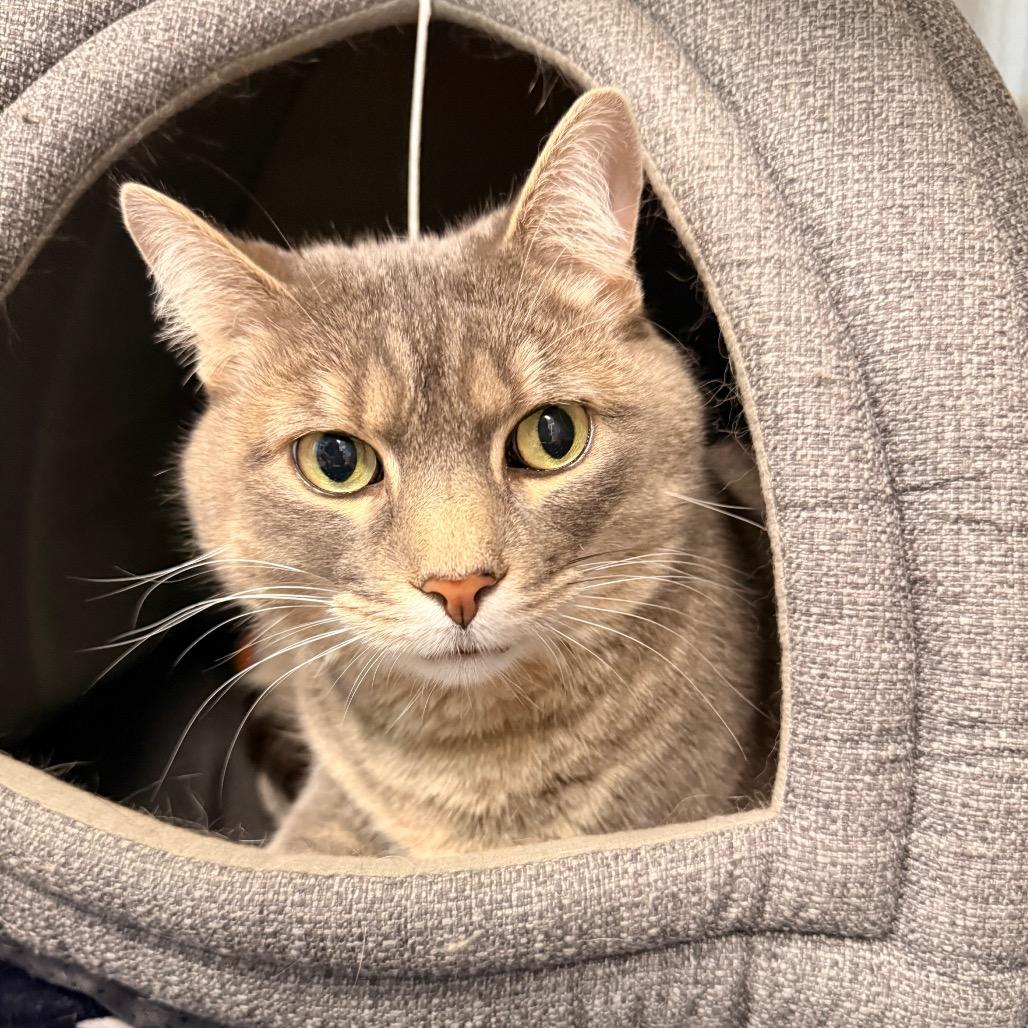 Beeps, a Adoptable Domestic Medium Hair in Saint Charles, MO image 1/6