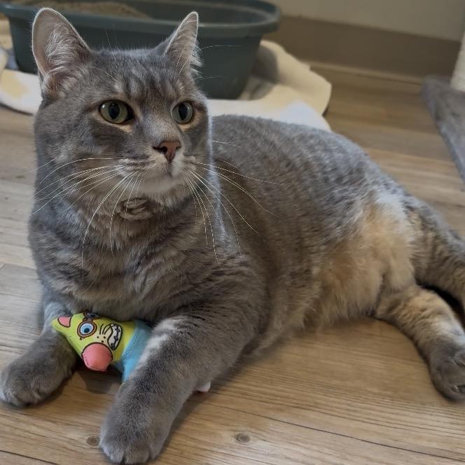 Beeps, a Adoptable Domestic Medium Hair in Saint Charles, MO image 2/6