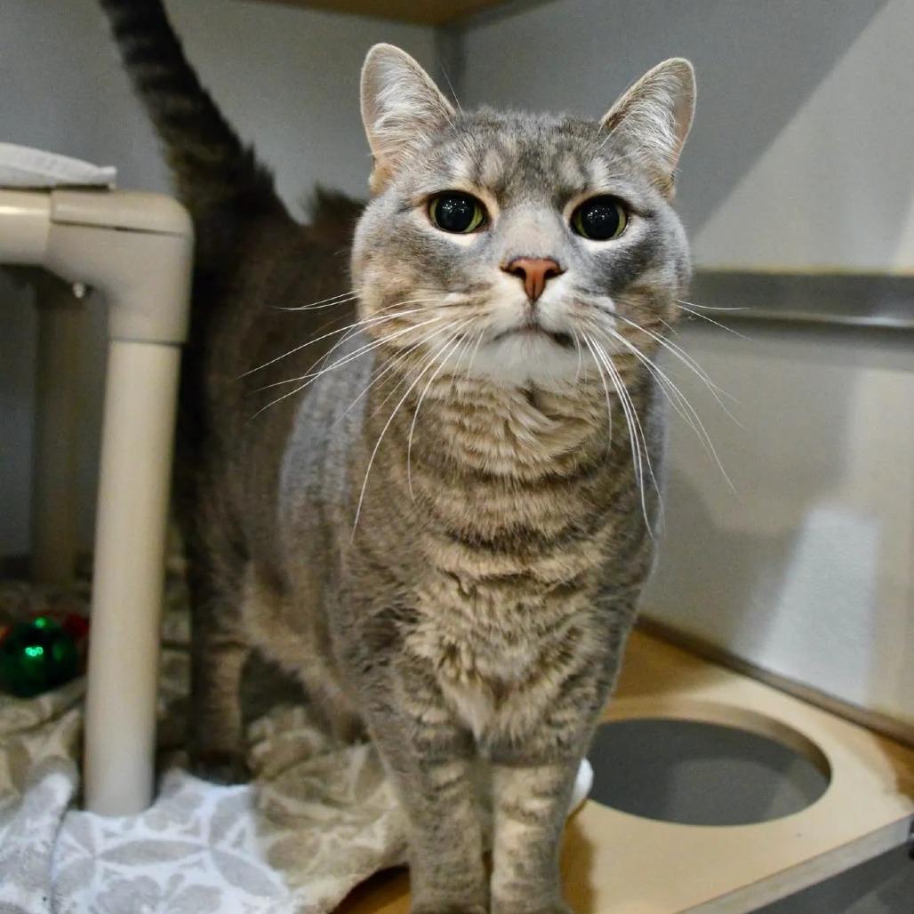 Beeps, a Adoptable Domestic Medium Hair in Saint Charles, MO image 3/6