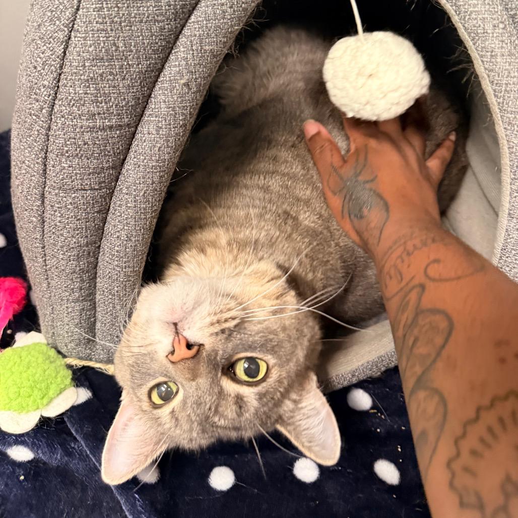Beeps, a Adoptable Domestic Medium Hair in Saint Charles, MO image 4/6