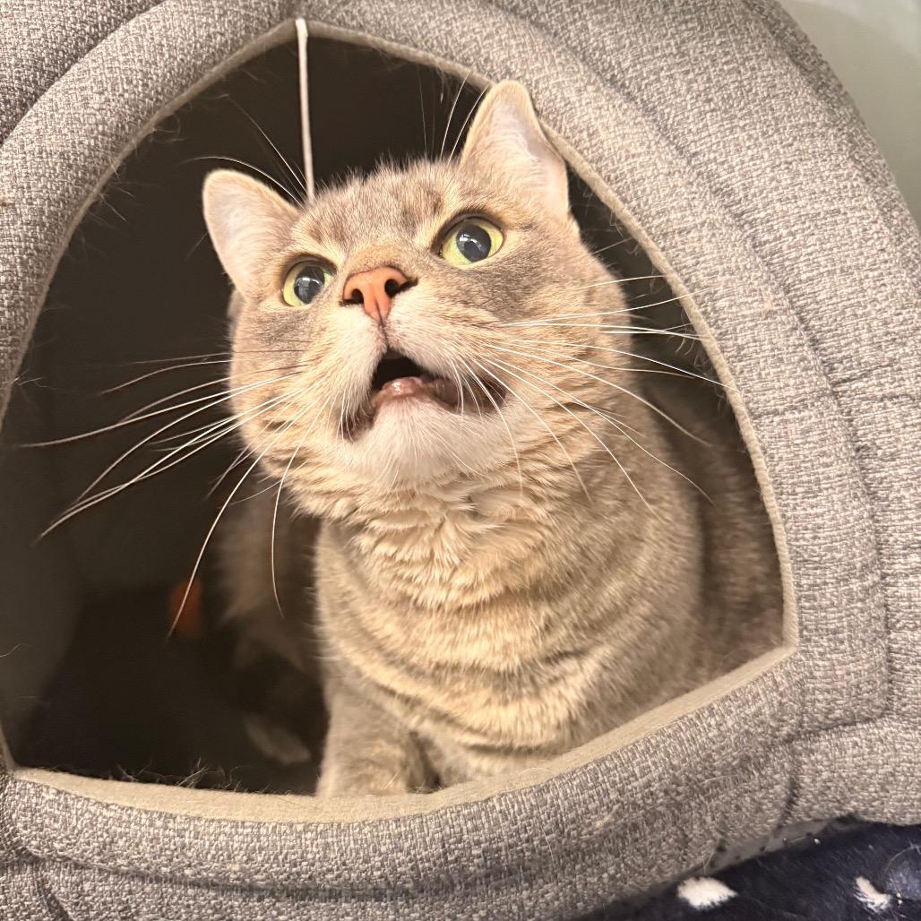 Beeps, a Adoptable Domestic Medium Hair in Saint Charles, MO image 5/6