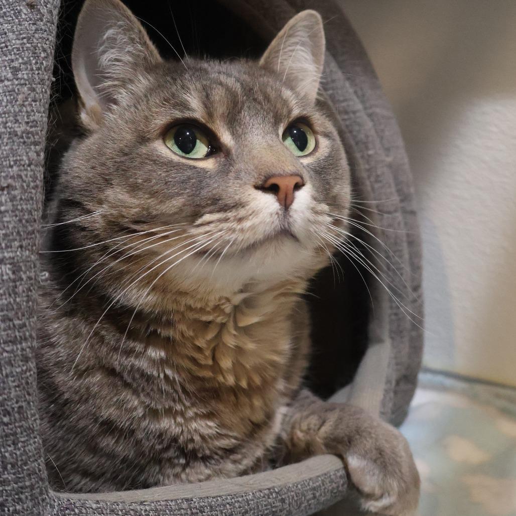 Beeps, a Adoptable Domestic Medium Hair in Saint Charles, MO image 6/6