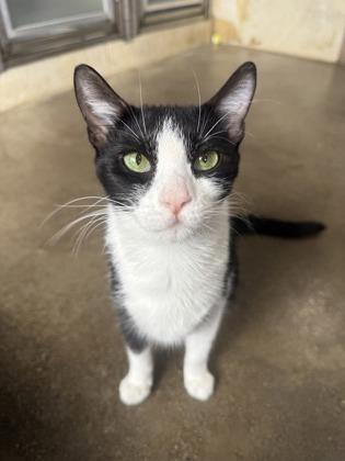 Enlarge Jyn, a Adoptable mixed breed in Honolulu, HI image 1/3