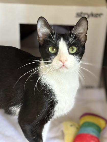 Jyn, Adoptable, Kitten Female Domestic Short Hair & Domestic Short Hair.
