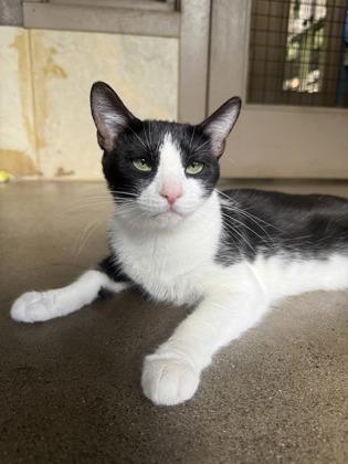 Enlarge Jyn, a Adoptable mixed breed in Honolulu, HI image 2/3