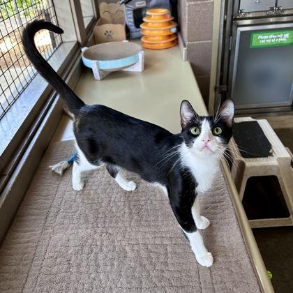 Enlarge Jyn, a Adoptable mixed breed in Honolulu, HI image 2/3