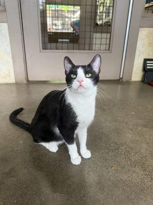 Enlarge Jyn, a Adoptable mixed breed in Honolulu, HI image 3/3