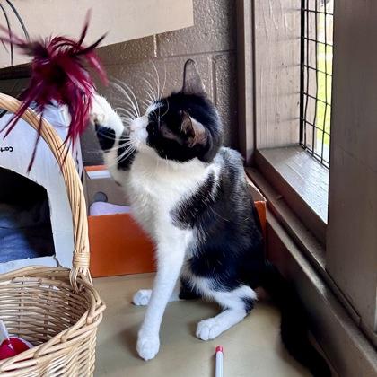 Enlarge Jyn, a Adoptable mixed breed in Honolulu, HI image 3/3
