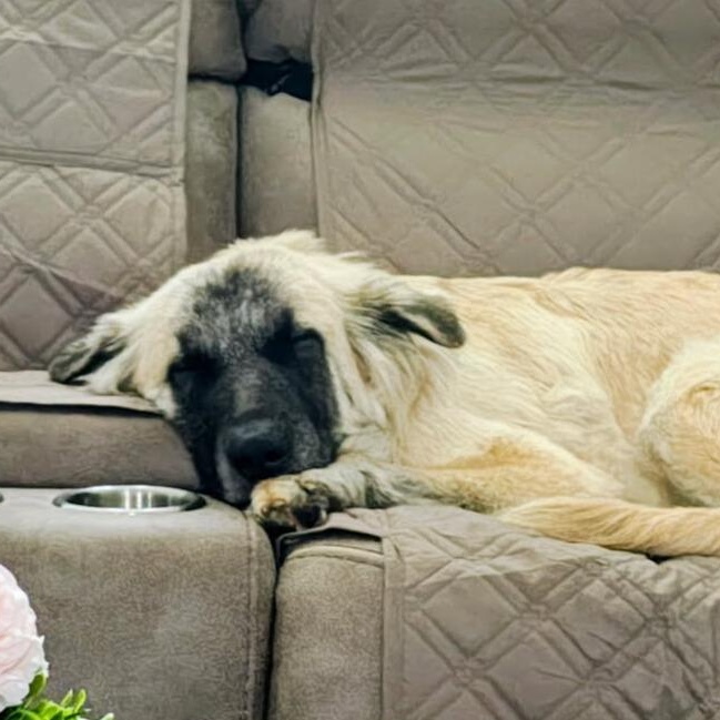 Sandy, ADOPTABLE, Young Female Anatolian Shepherd.