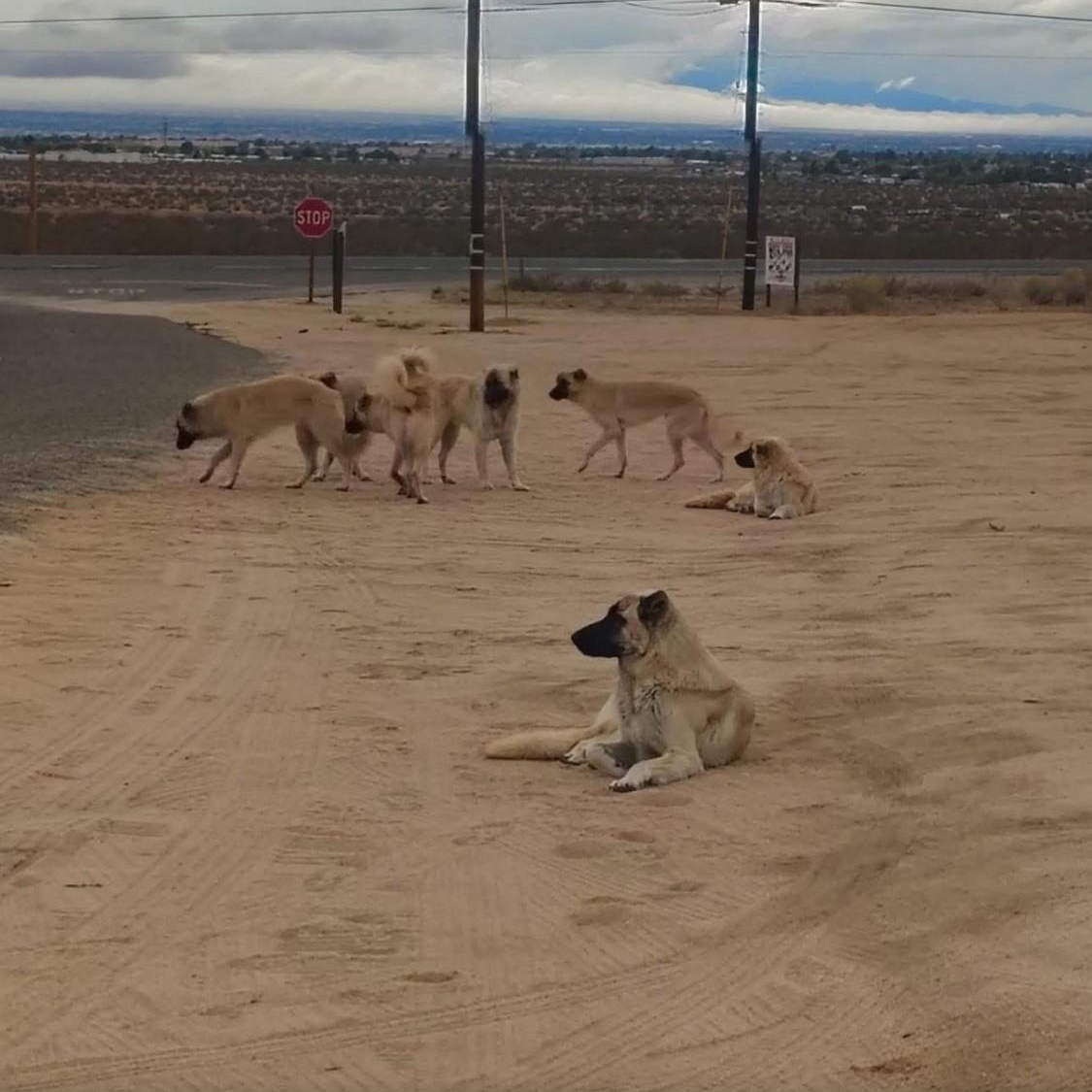 Enlarge Sandy, a ADOPTABLE mixed breed in Victorville, CA image 2/2