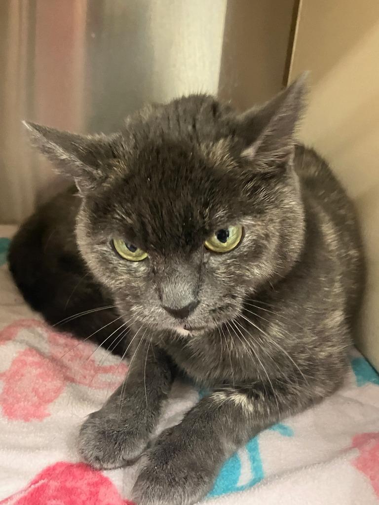 Star, Adoptable, Adult Female Domestic Short Hair.