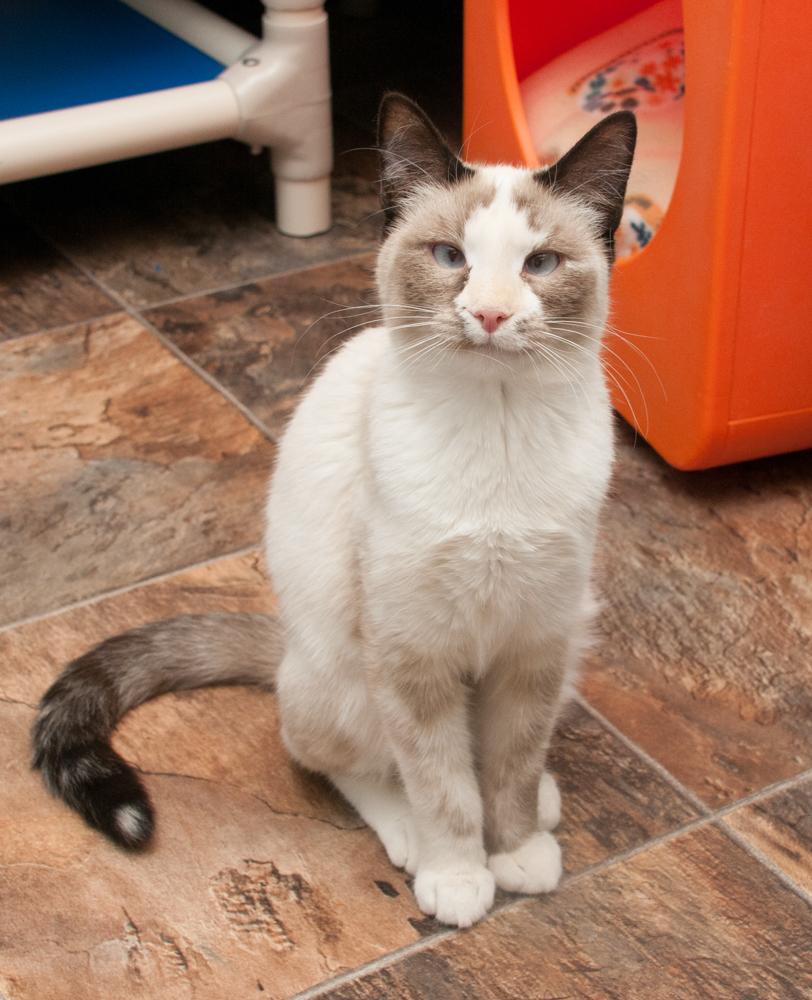 Nutmeg (gets adopted with Luna), a Adoptable Siamese in Westminster, CO image 2/2