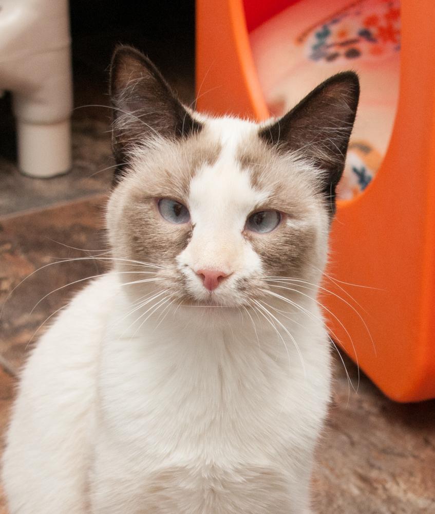 Nutmeg (gets adopted with Luna), a Adoptable Siamese in Westminster, CO image 1/2