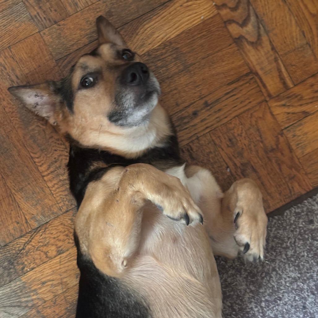 Maximus, Adoptable, Adult Male Cardigan Welsh Corgi & German Shepherd Dog.