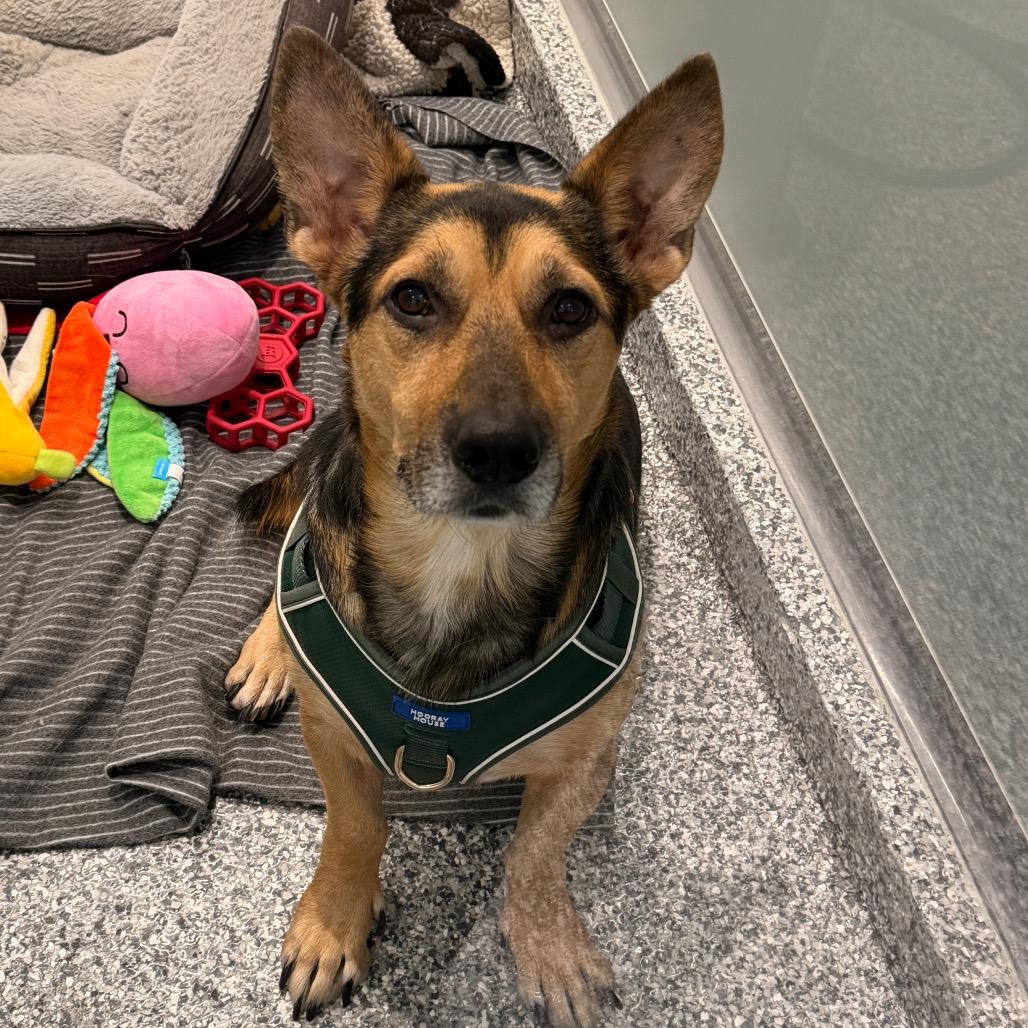 Enlarge Maximus, a Adoptable mixed breed in New York, NY image 2/6