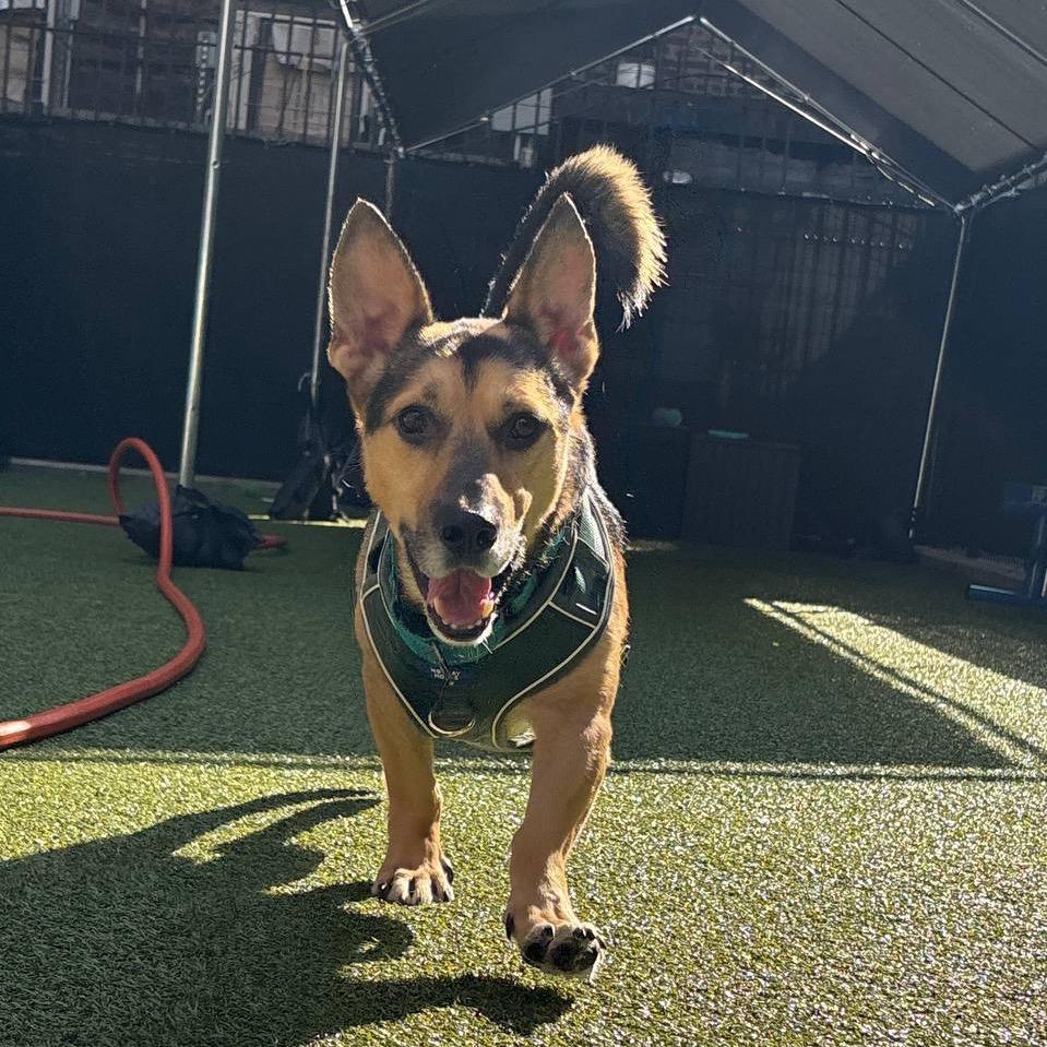 Enlarge Maximus, a Adoptable mixed breed in New York, NY image 3/6