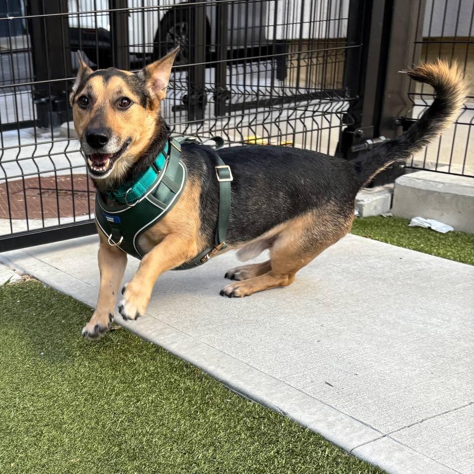 Enlarge Maximus, a Adoptable mixed breed in New York, NY image 4/6