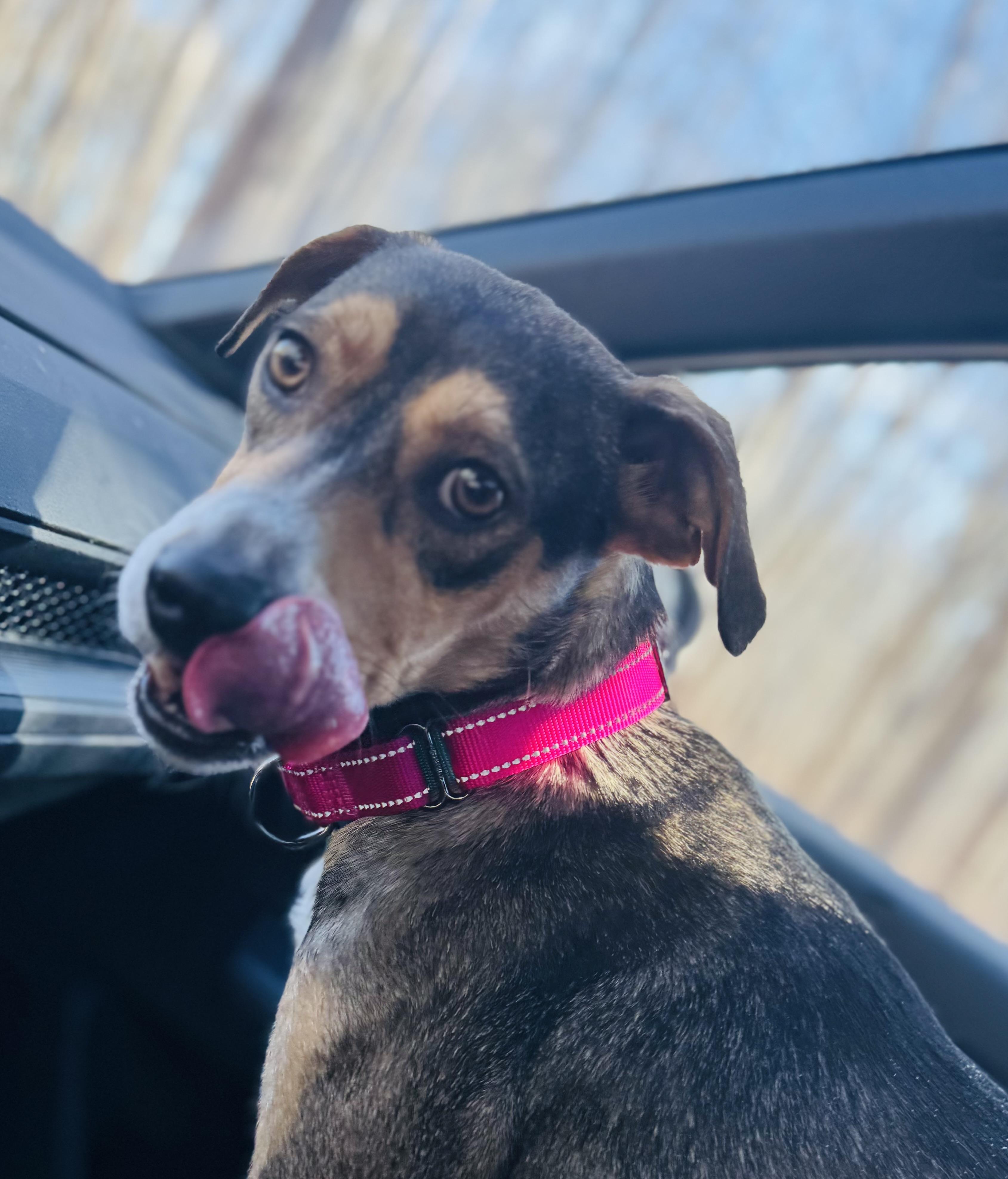 Enlarge Lilly, a ADOPTABLE mixed breed in Albemarle, NC image 3/5