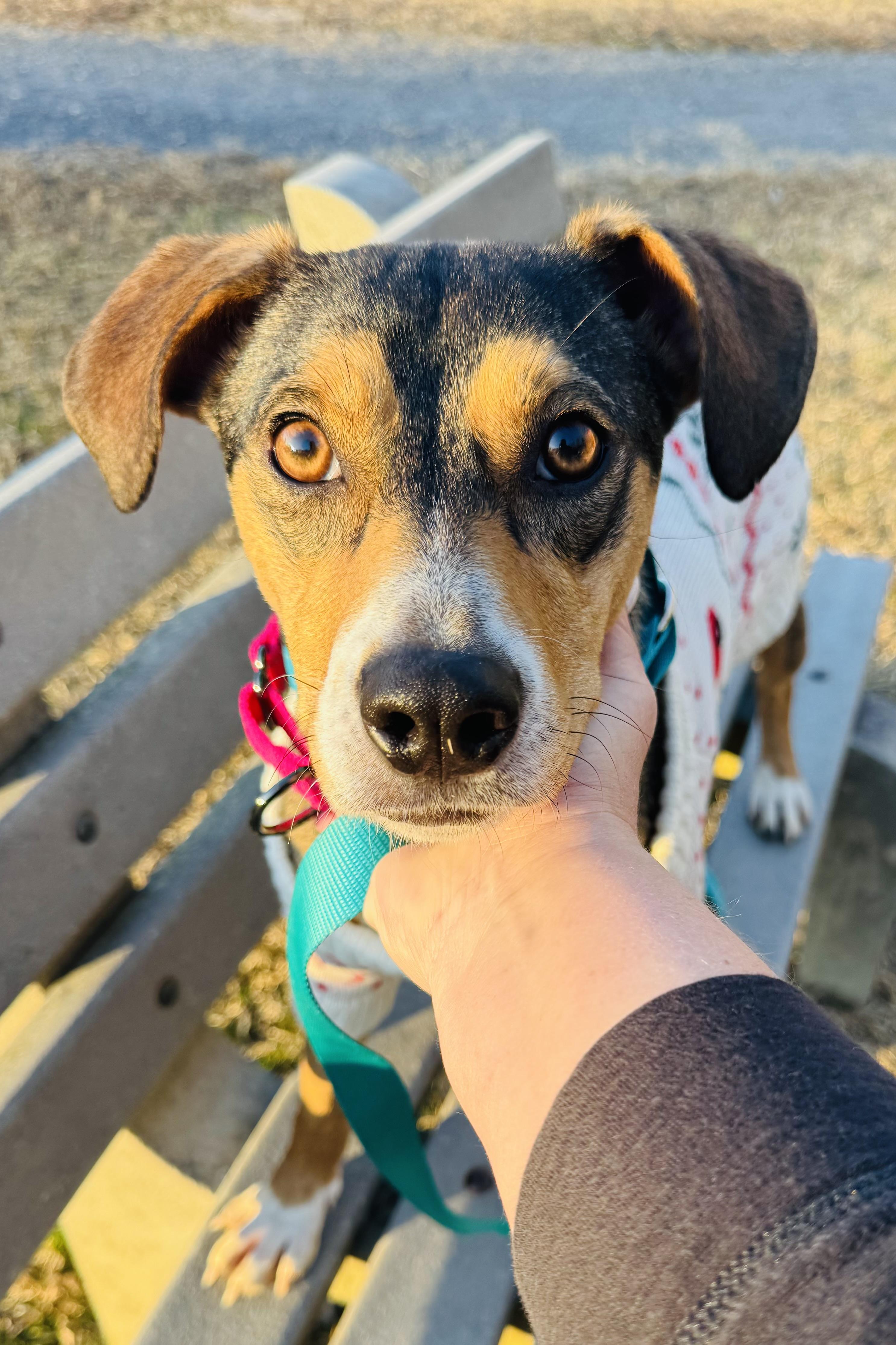 Enlarge Lilly, a ADOPTABLE mixed breed in Albemarle, NC image 1/5