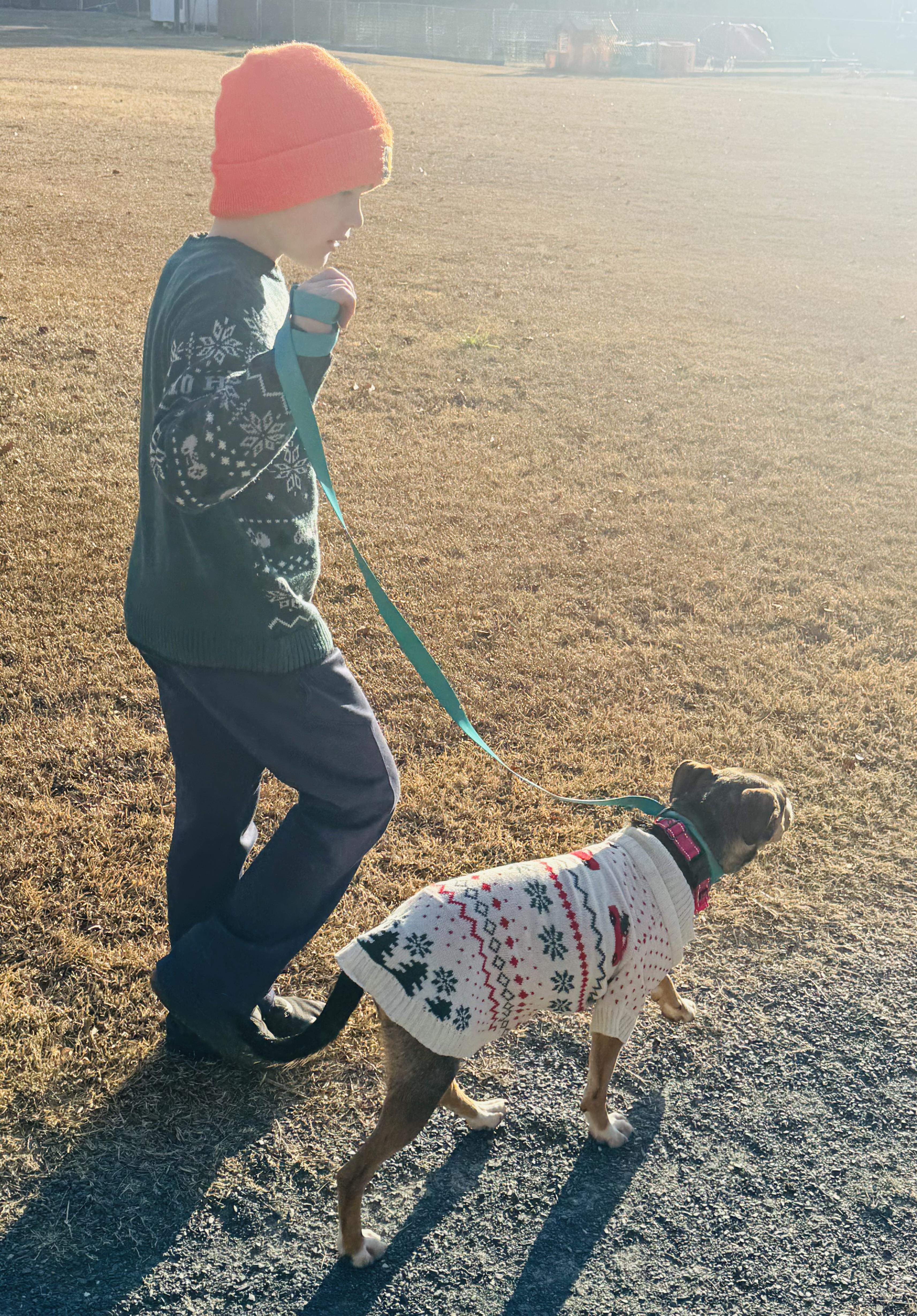 Enlarge Lilly, a ADOPTABLE mixed breed in Albemarle, NC image 4/5