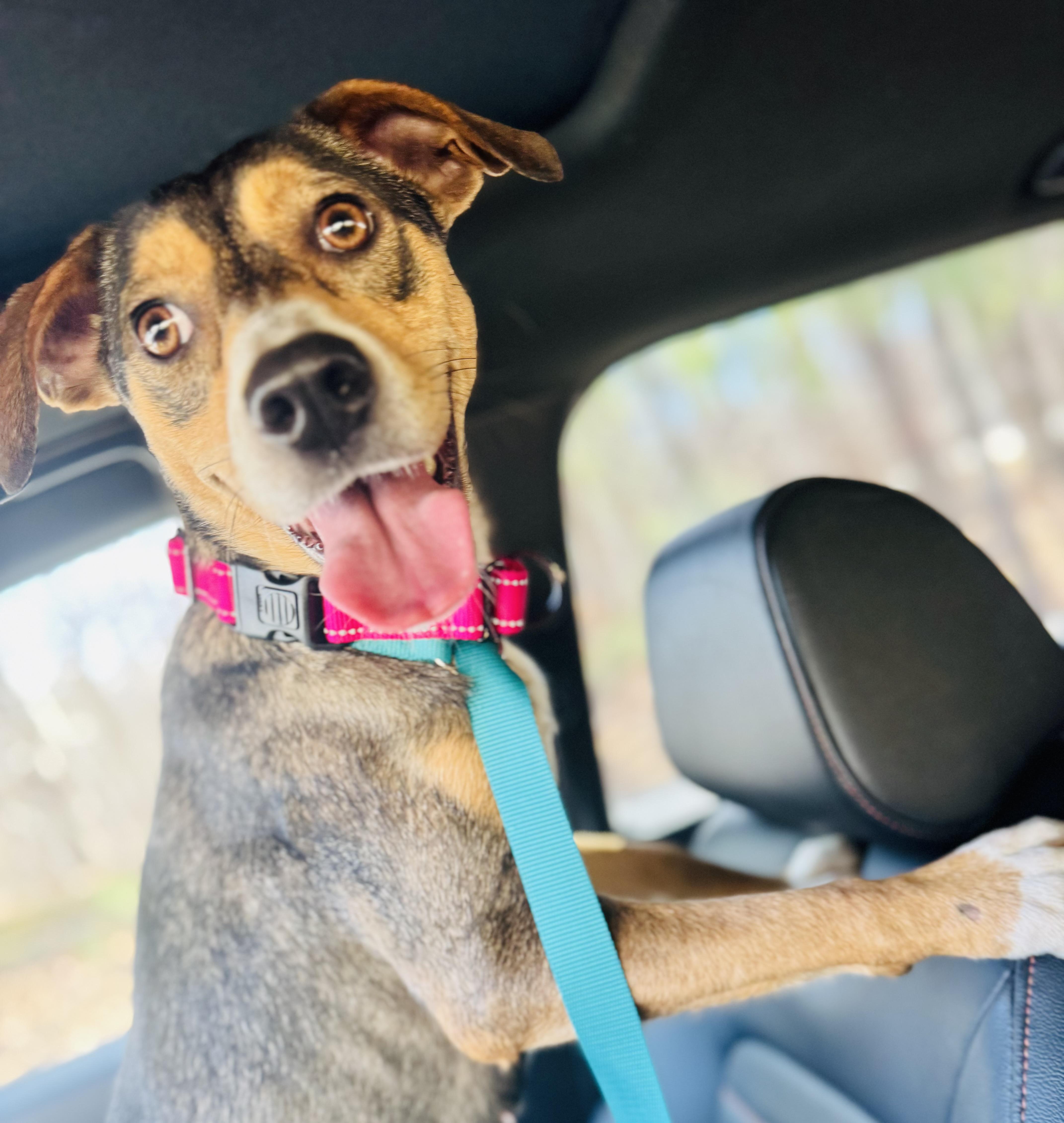 Enlarge Lilly, a ADOPTABLE mixed breed in Albemarle, NC image 2/5