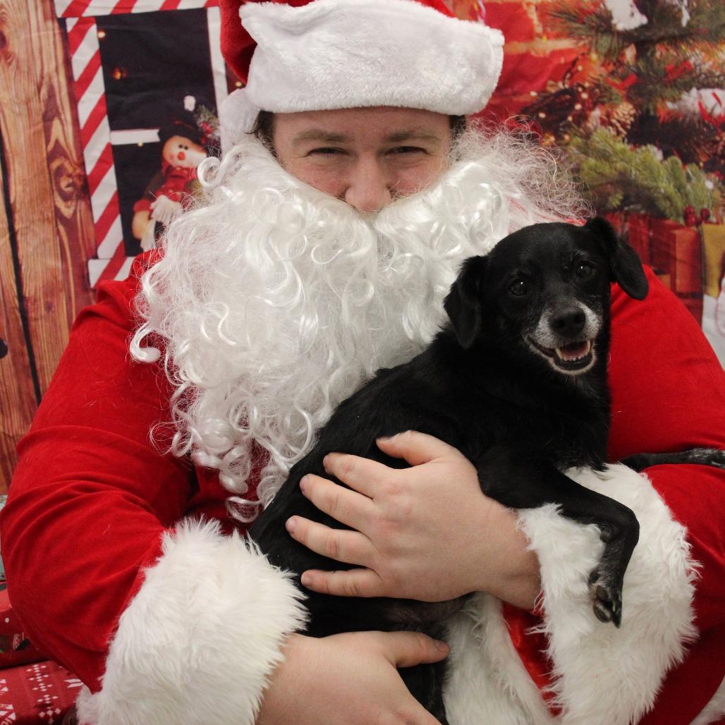 Sugar Cookie, a Adoptable mixed breed in Huntsville, AL image 1/6