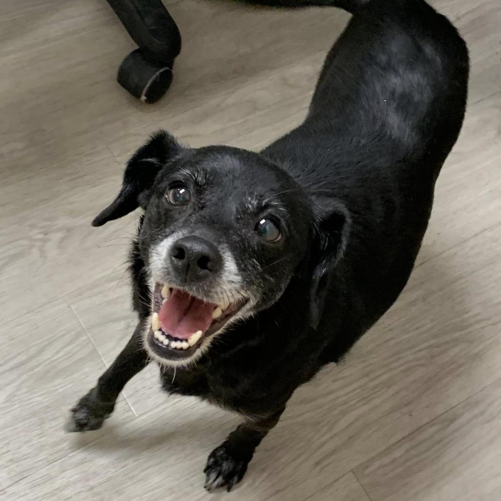 Sugar Cookie, a Adoptable mixed breed in Huntsville, AL image 2/6