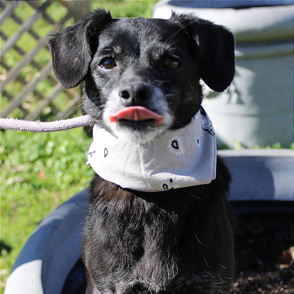 Sugar Cookie, a Adoptable mixed breed in Huntsville, AL image 3/6